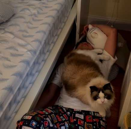 貓咪黏主人。（圖／翻攝自臉書）