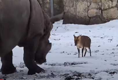 小鹿挑釁犀牛，但犀牛卻在玩耍。（圖／翻攝自臉書）