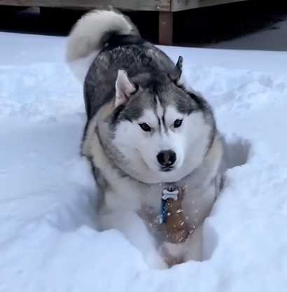 橘貓想撲哈士奇，結果反而被埋進雪地。（圖／翻攝自臉書）