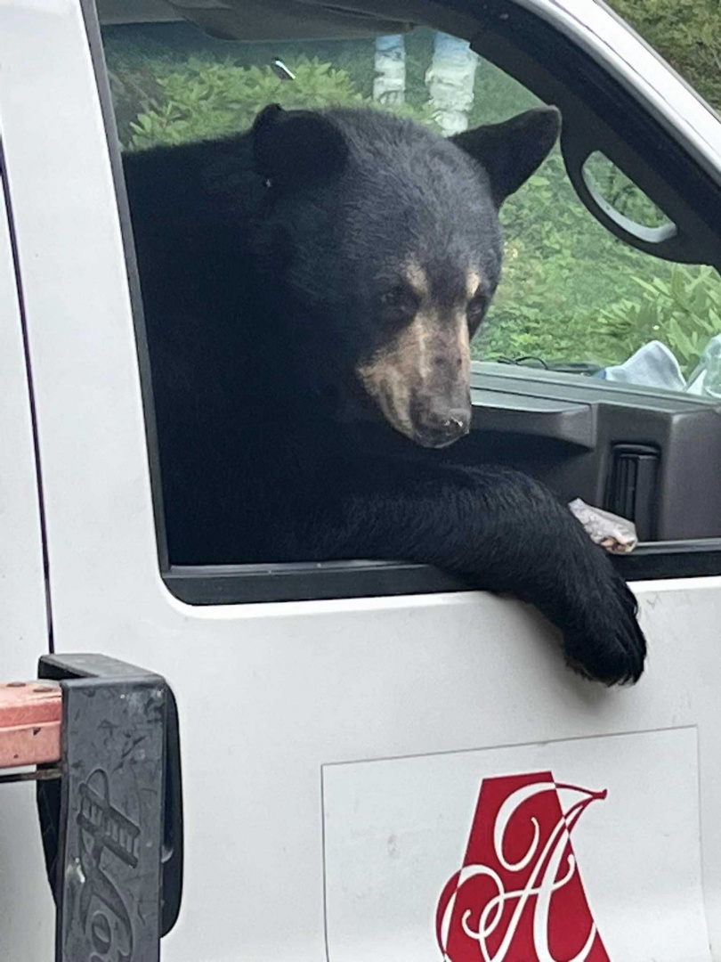 黑熊跑到人家的貨車裡偷吃便當。（圖／翻攝自臉書）