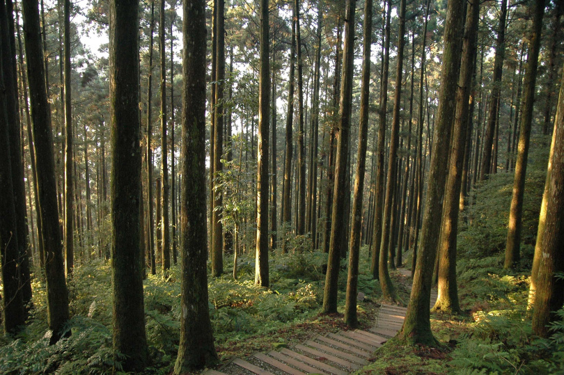 漫步阿里山國家森林遊樂區水山療癒步道療癒身心 (圖／林業保育署提供)