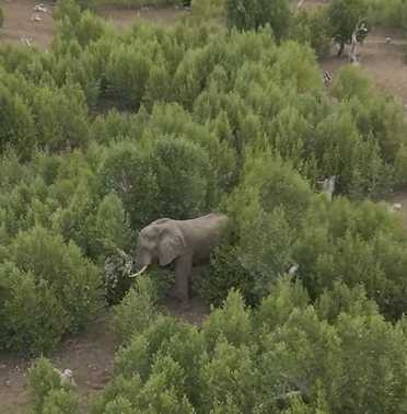 野生動物救援團隊，花了四天的時間拯救大象。（圖／翻攝自臉書）