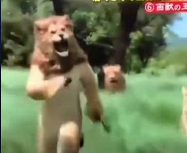 諧星扮獅結果被獅追。（圖／翻攝自臉書）