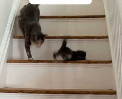 貓媽媽親睹貓寶寶滾下樓。（圖／翻攝自臉書）