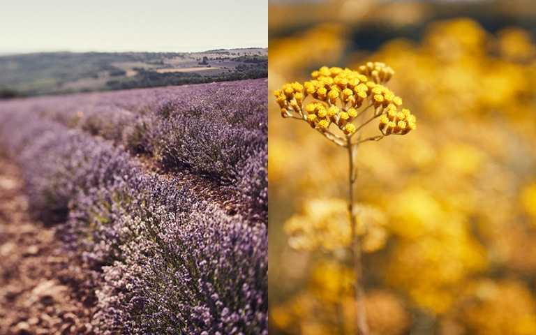 L’OCCITANE普羅旺斯的紫色奇蹟，希望保存薰衣草自然遺產。(右)L’OCCITANE科西嘉島大規模永續野生蠟菊栽種計畫（圖／歐舒丹提供）