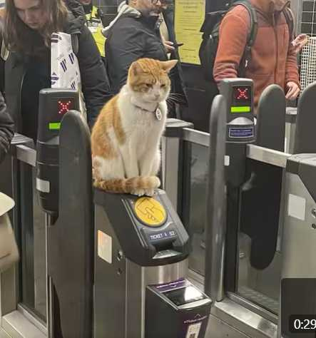 貓咪當站長，融化旅客的心。（圖／翻攝自臉書）
