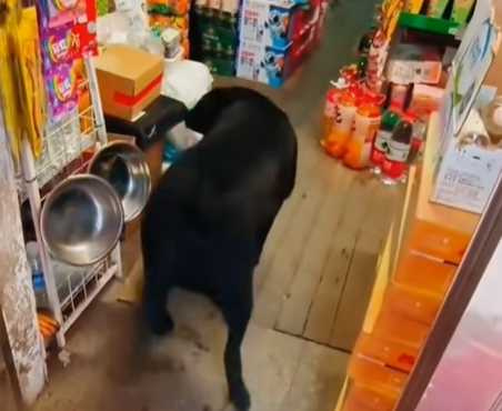 拉拉尾巴厚重又紮實。（圖／翻攝自臉書）