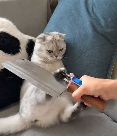 貓咪看到菜刀，乖乖給主人剪指甲。（圖／翻攝自臉書）