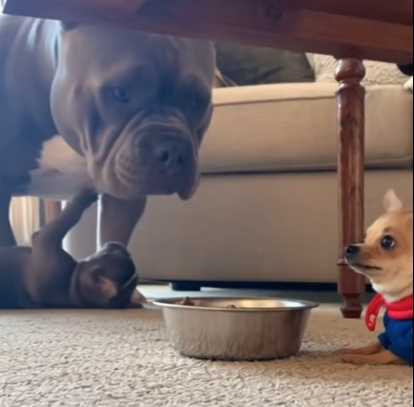 吉娃娃欺善怕惡。（圖／翻攝自臉書）