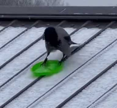 烏鴉在雪地開滑。(圖/翻攝自臉書)