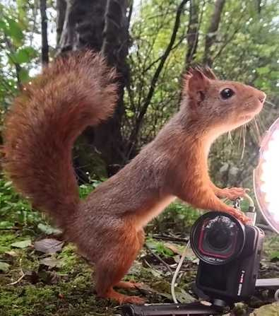 攝影師紀錄松鼠、鴿子搶食的瞬間。（圖／翻攝自臉書）