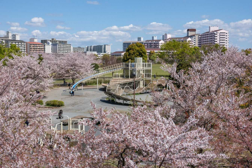 小松川千本櫻較不為觀光客熟知，但櫻花樹的規模不亞於許多知名賞櫻勝地。（圖／JR東日本提供）  
