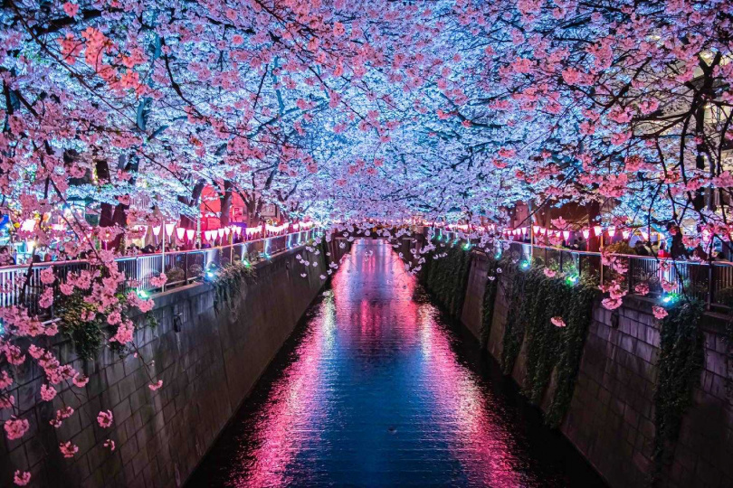 前往東京目黑川賞櫻的最佳觀賞期是3月下旬至4月初。（圖／JR東日本提供）