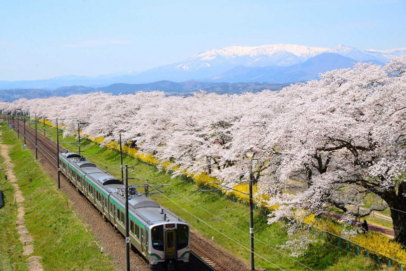 在一目千本櫻花期時，JR東北本線電車行駛到大河原站到船岡站之間還會放慢行駛速度，讓乘客能在電車內透過車窗賞花。（圖／JR東日本提供）