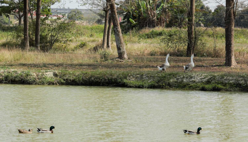 農場的湖泊可以做氣候微調節，還可見鴨、鵝自在優游。