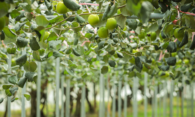 因為生產期拉長，到4月都還可見到來自品利農場的珍蜜蜜棗。