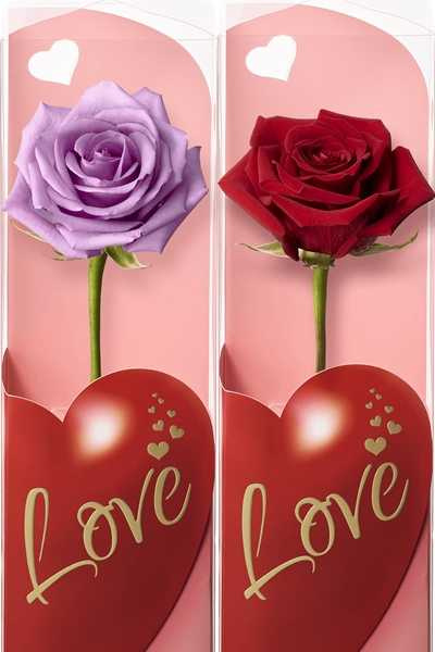 經典紅色玫瑰代表花語象徵熱情，更首次引代表一生一世守護的紫色玫瑰。