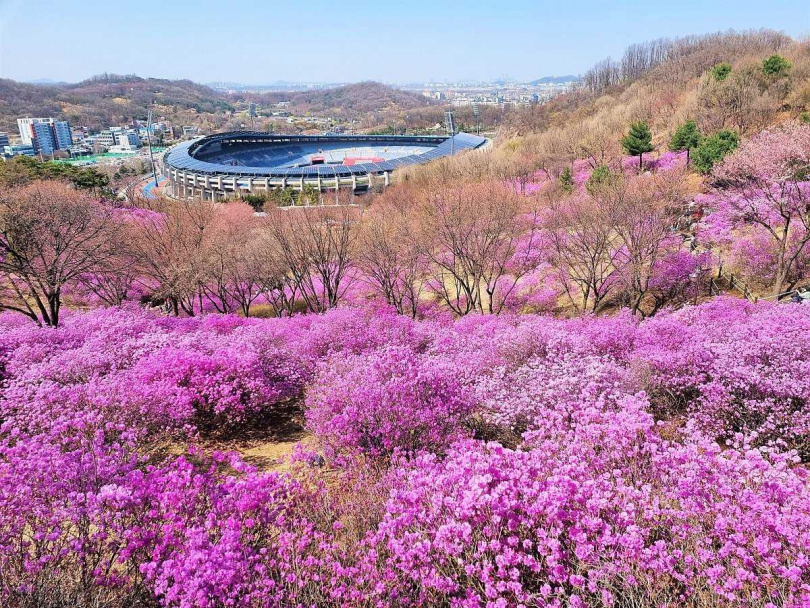 於「富川杜鵑花節」欣賞滿山遍紫的杜鵑花海、品嚐在地小食（圖／Klook提供）