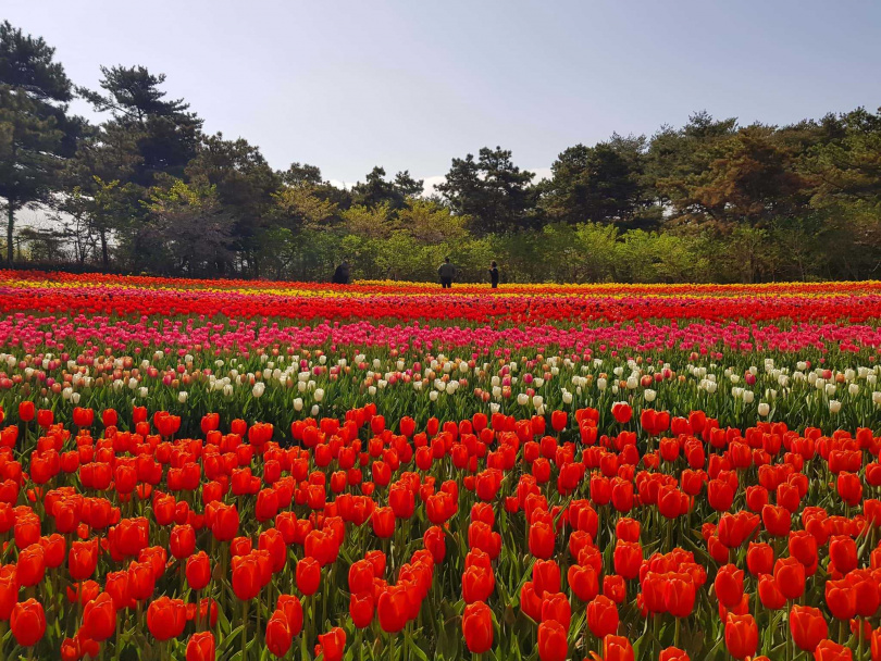 世界五大鬱金香慶典之一的「泰安鬱金香節」，每年4至5月於韓國花卉公園盛大展開（圖／Klook提供）