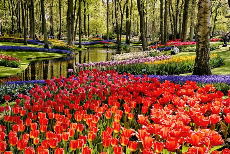 荷蘭庫肯霍夫是全世界最大的鬱金香花園，來到這，除了可以欣賞鬱金香，還有機會觀賞年度花車遊行，長達40公里，此生一定要親眼目睹。