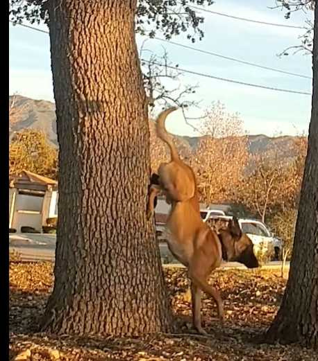 狗狗爬樹。（圖／翻攝自臉書）