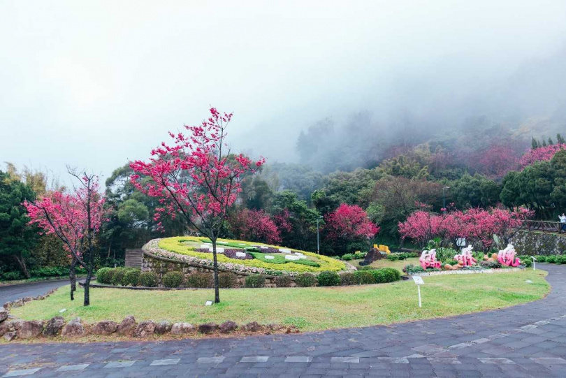 陽明公園(陽明山) 每年花季吸引大批遊客到訪，陽明山花鐘更是上山必訪重要地標。（圖／臺北市政府觀光傳播局提供）