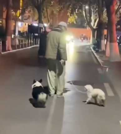 柯基變成司機。（圖／翻攝自臉書）