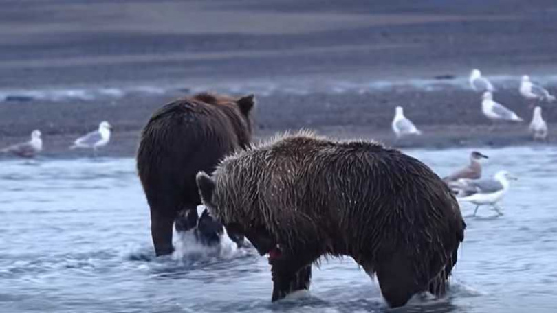 棕熊捉魚，下一秒被巨大惡霸搶一半走。（圖／翻攝自臉書）