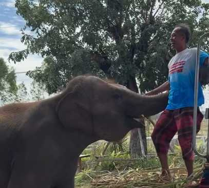 大象將飼養員捆住抬下車。（圖／翻攝自臉書）