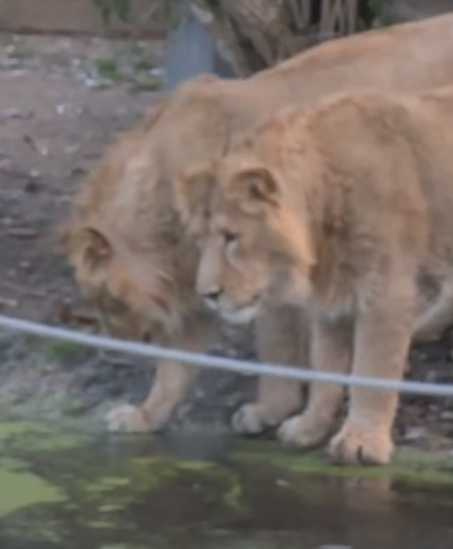 獅子第一次看到冰的反應。（圖／翻攝自臉書）