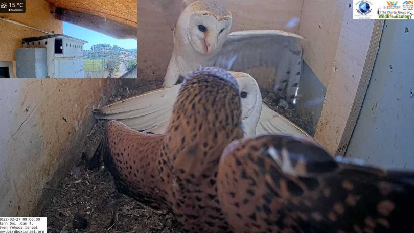 倉鴞爸爸跟媽媽聯手驅離紅隼。（圖／翻攝自YouTube)