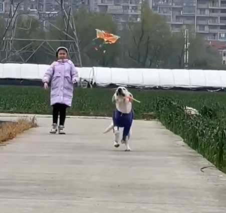 女孩帶著狗勾出來放風箏。（圖／翻攝自臉書）