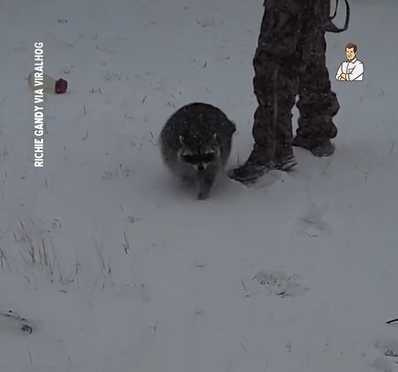 浣熊怕冷，不想玩雪。（圖／翻攝自臉書）