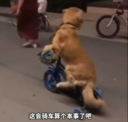 這些狗一隻比一隻還六。（圖／翻攝自臉書）