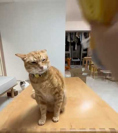 貓咪玩有獎問答，但卻只有挨揍的份。（圖／翻攝自臉書）