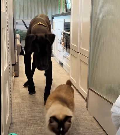 巨狗怕小貓。（圖／翻攝自臉書）