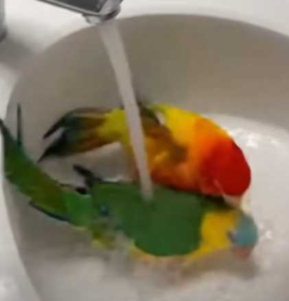 鸚鵡自己洗澡,哈士奇看傻眼。(圖/翻攝自臉書)