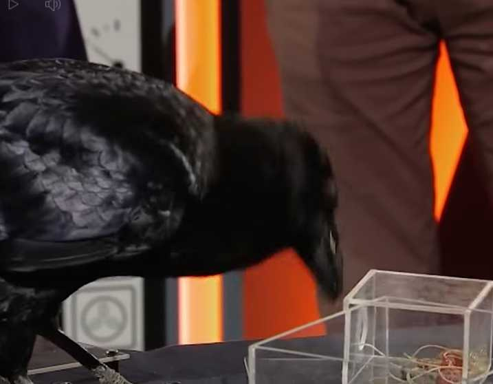 節目紀錄烏鴉的解題能力。（圖／翻攝自臉書）