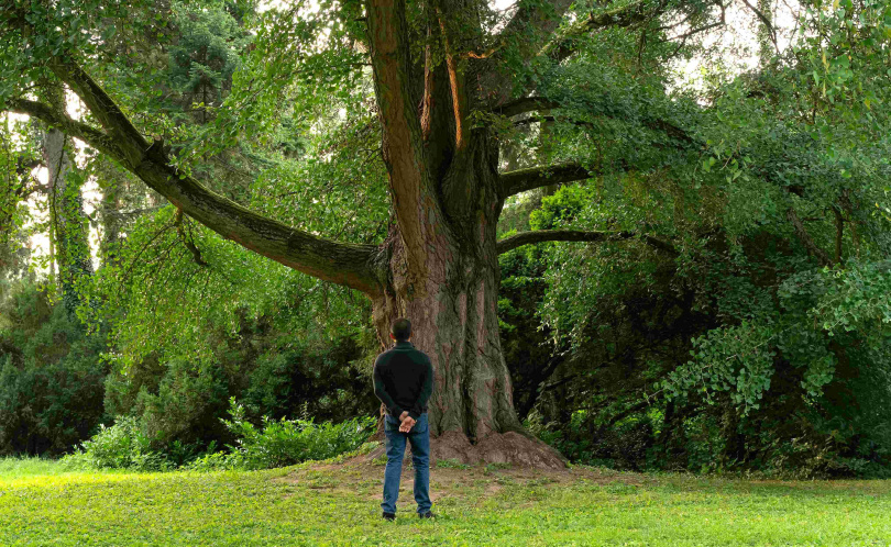 伊爾蒂寇恩伊達梁朝偉演出《你是不會當樹嗎》雖被三國製片反對，但最後卻驚喜翻盤。（圖／海鵬提供）