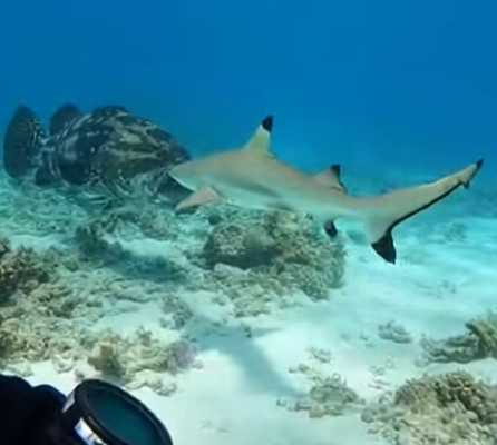 石斑魚一口把鯊魚給嗑了。（圖／翻攝自臉書）