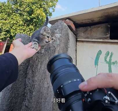 貓咪被街拍後下秒獲得收編。(圖/翻攝自臉書)