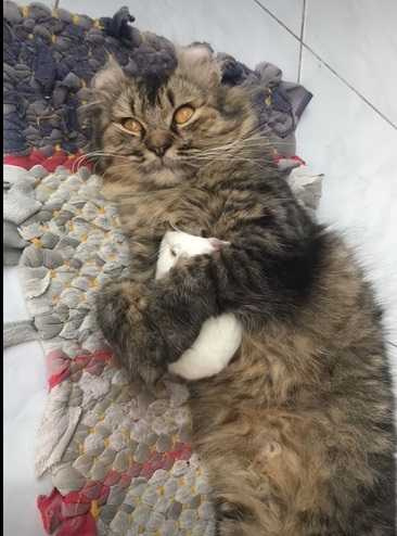 天竺鼠依偎在貓咪懷裡睡覺。（圖／翻攝自臉書）