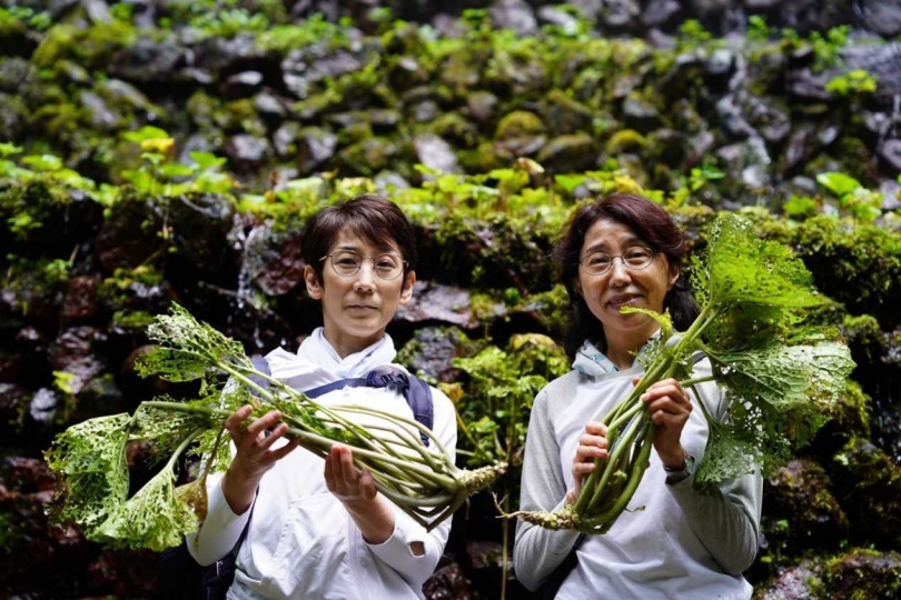 「Tokyo Wasabi」在多摩地區舉行山葵採收體驗「WASABI EXPERIENCE」，參加者最後可將山葵帶回家。（圖／©️ TOKYO WASABI）