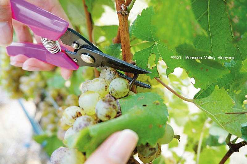 親自摘葡萄、踩葡萄以製作紅酒，是在Monsoon Valley Vineyard葡萄酒莊園的特殊體驗。（圖片／PEKO の Simple Life提供）