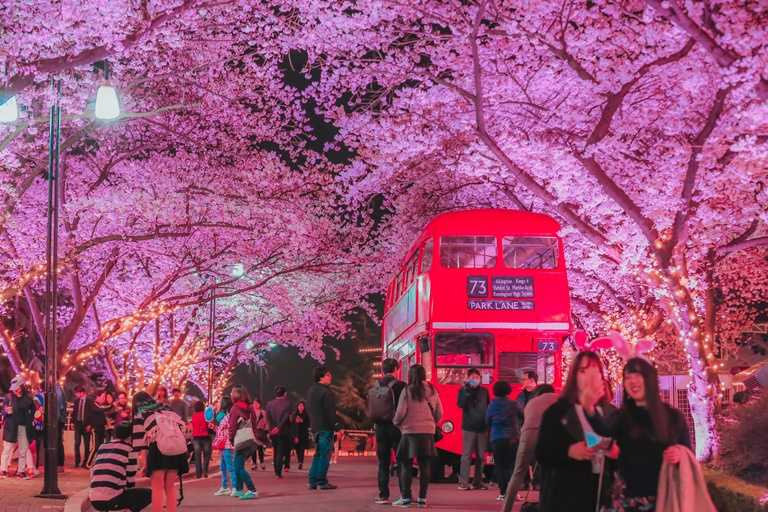 2024/3/18至4/9在大邱舉行的「E-WORLD Blossom Picnic櫻花節」。