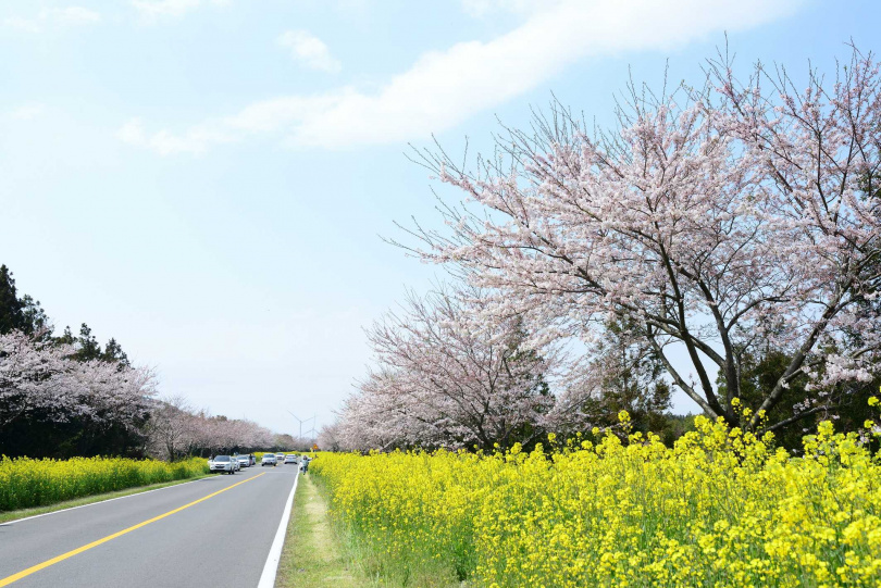 鹿山路有著濟州島「春天最美的道路」美名，三月下旬便能看到粉白色的大櫻花樹與金黃油菜花相互映襯，在鹿山路兩側形成的美麗花海隧道。