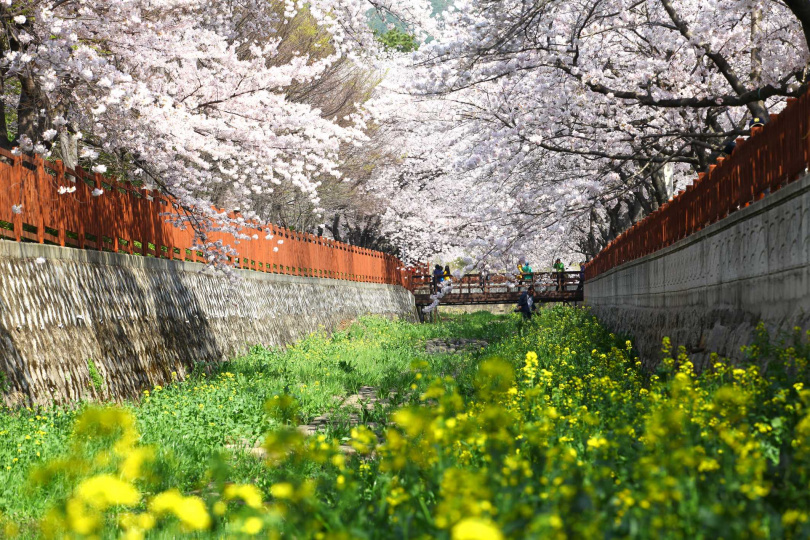 說到韓國最大的春季慶典，絕不能錯過的就是鄰近釜山的「鎮海軍港節」！