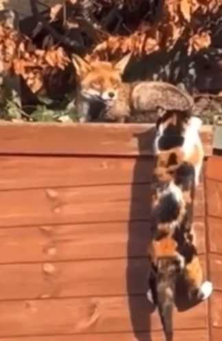 貓咪跳上屋頂看到狐狸，驚呆了。（圖／翻攝自IG）