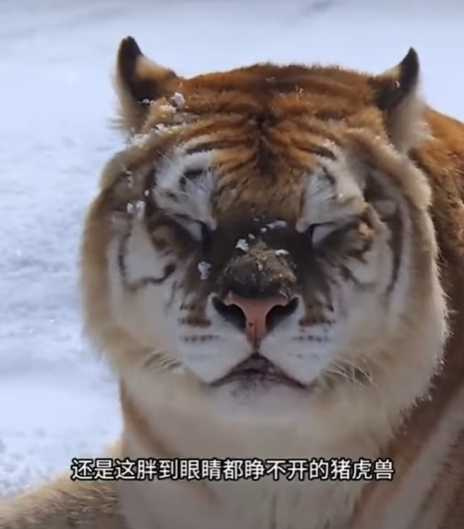 動物園由爺爺奶奶打理，全都變得超胖。（圖／翻攝自IG）