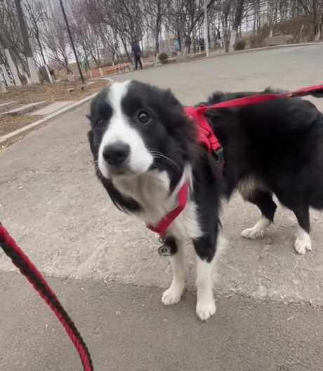 把邊牧當成雪橇犬在用。(圖/翻攝自臉書)